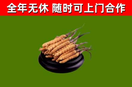 安丘市烟酒回收冬虫夏草.jpg